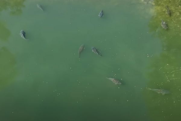 Overhead view of a dozen carp cruising just under the surface of green water