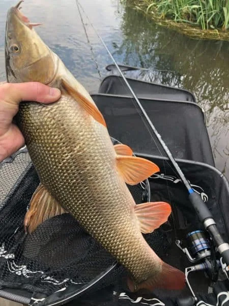 A Barbel Caught Using A Stick Float