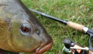 Best Tench Rods