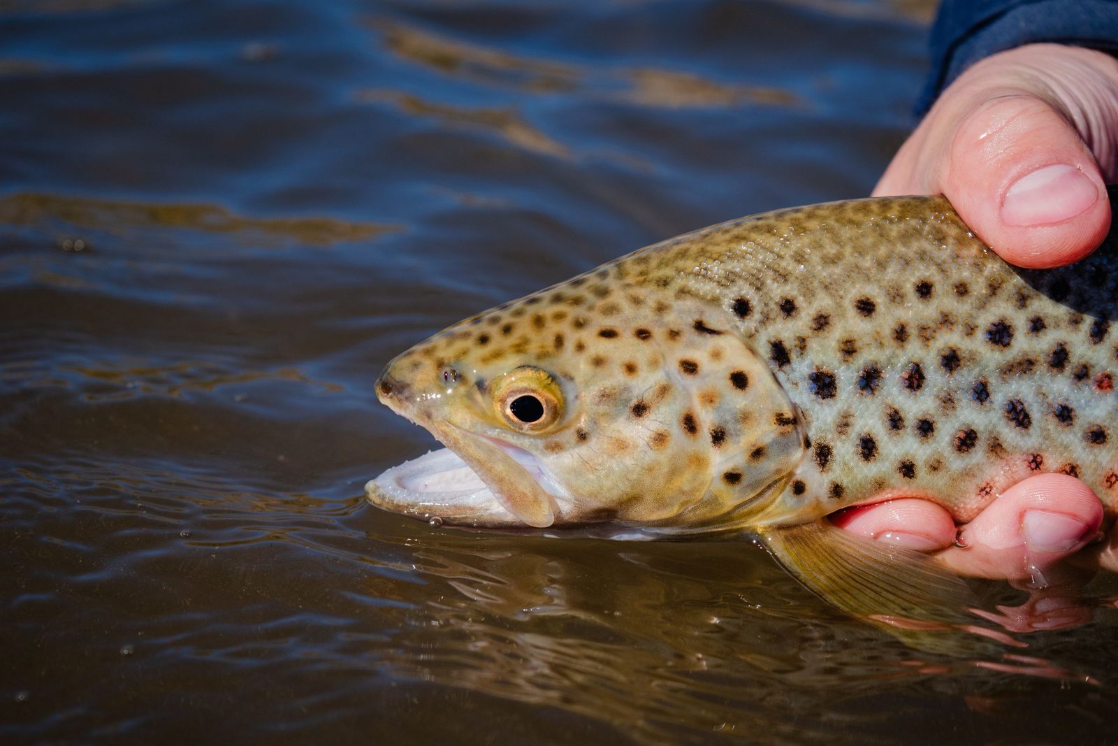 A spotted brown trout held in river water