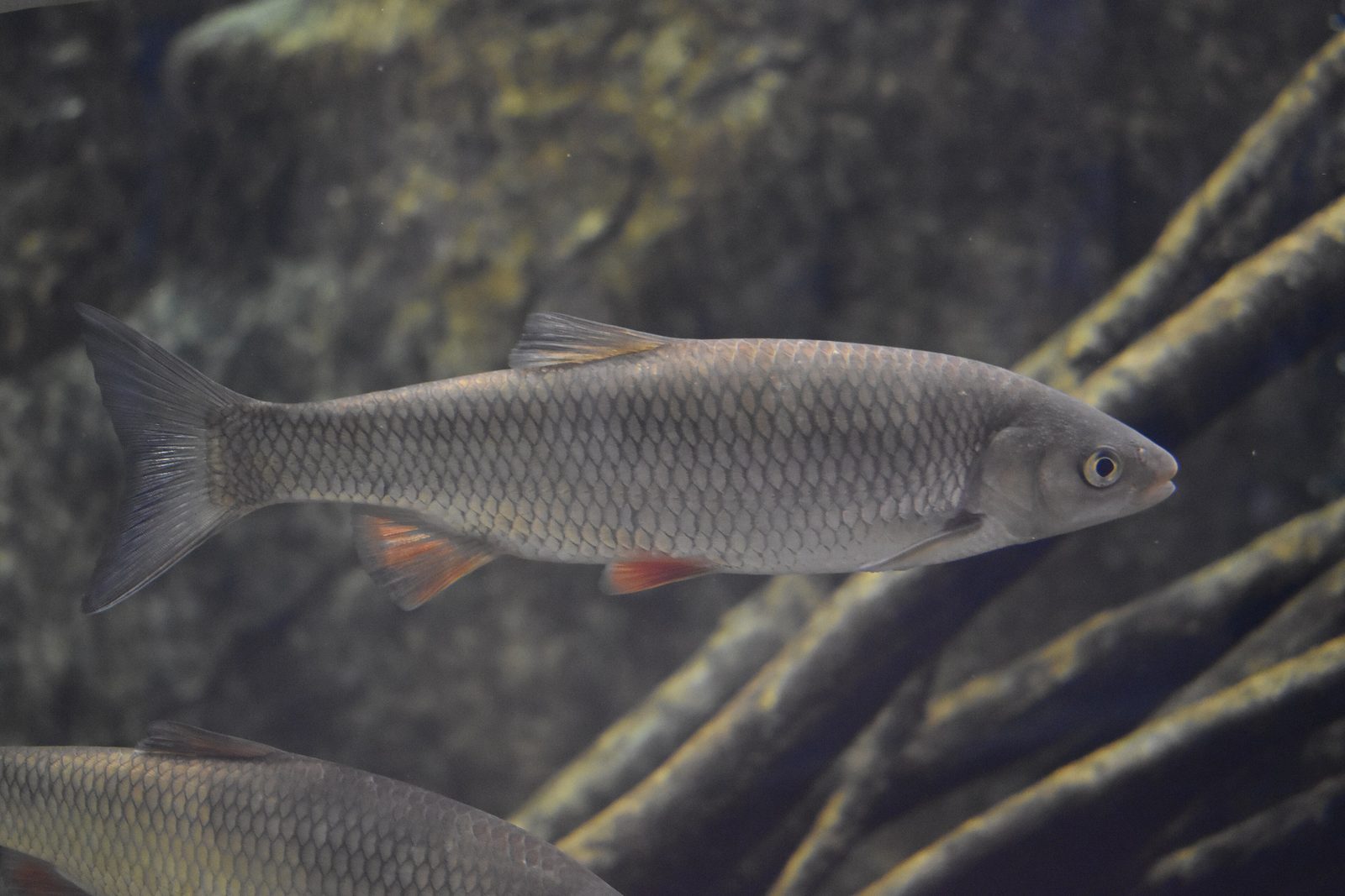 A chub swimming among tree roots