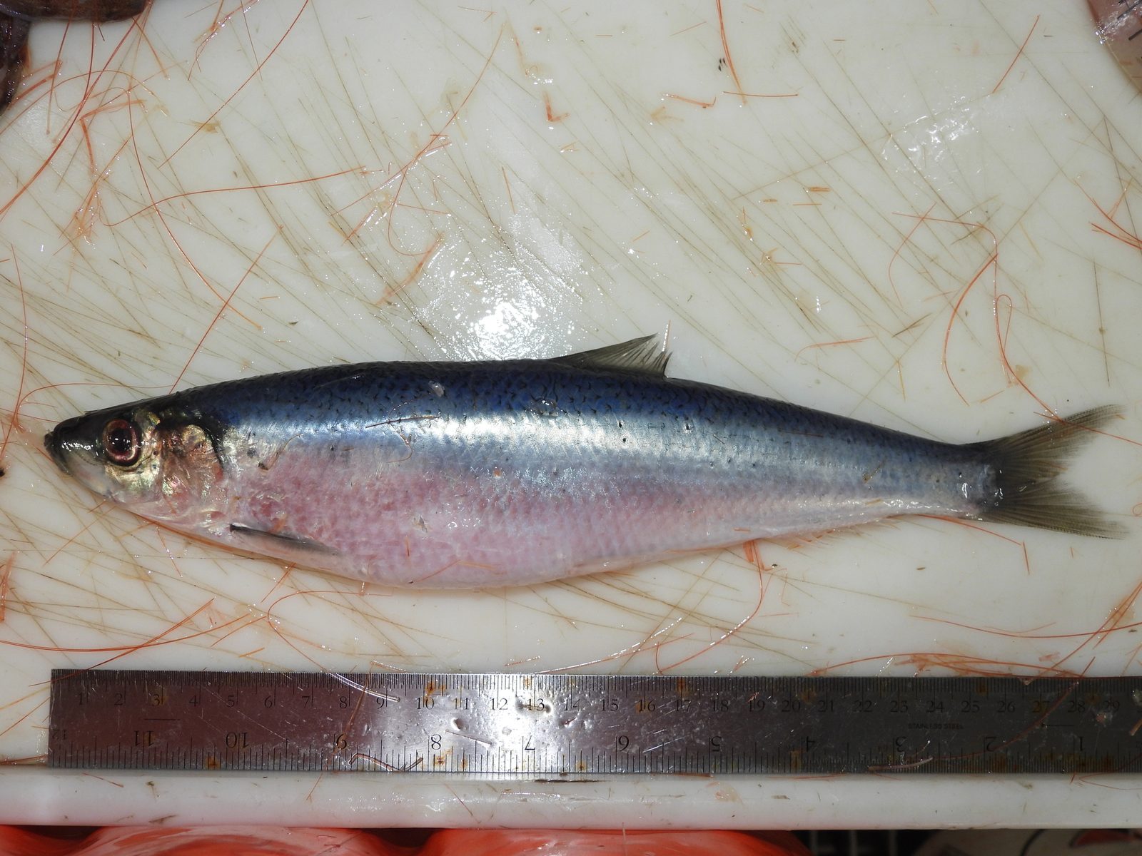 A whole herring on a white board beside a ruler