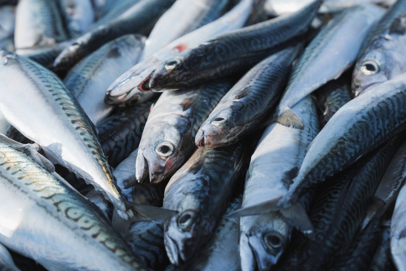 A pile of whole fresh mackerel