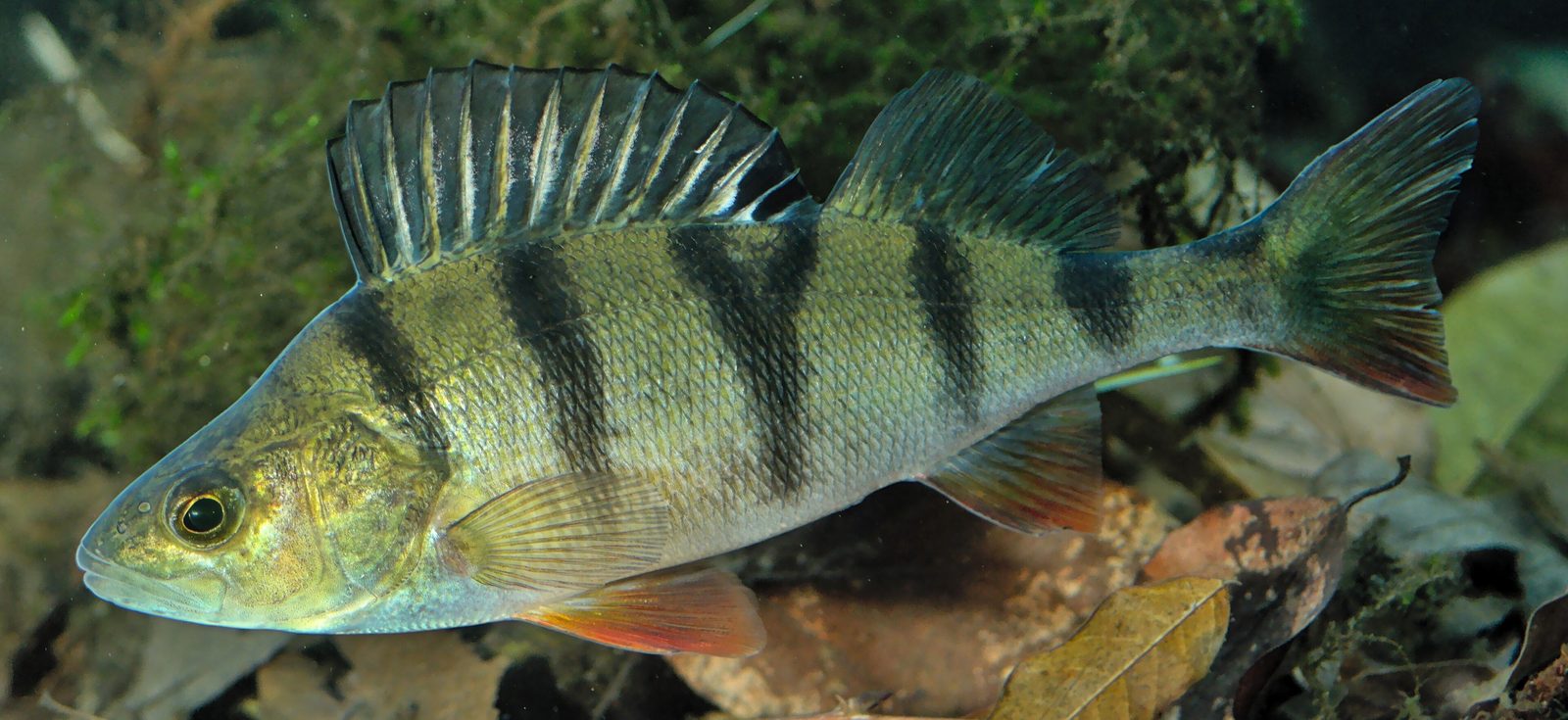 A perch with bold dark stripes swimming among weed