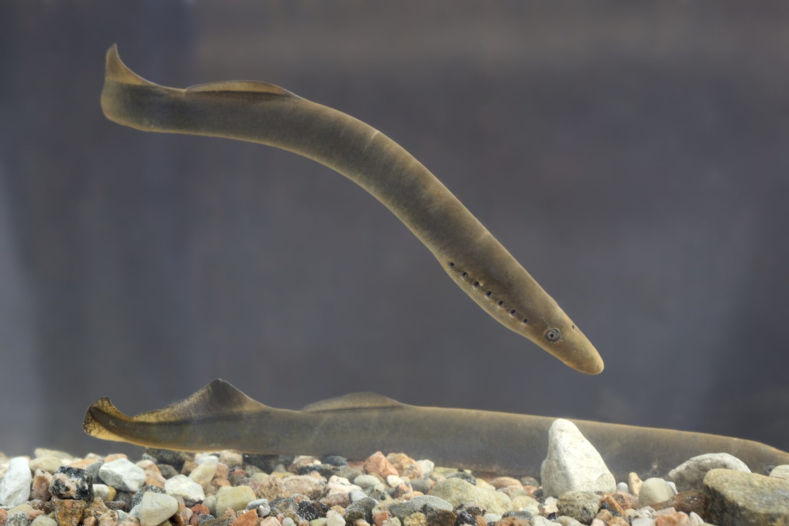 A river lamprey swimming over gravel