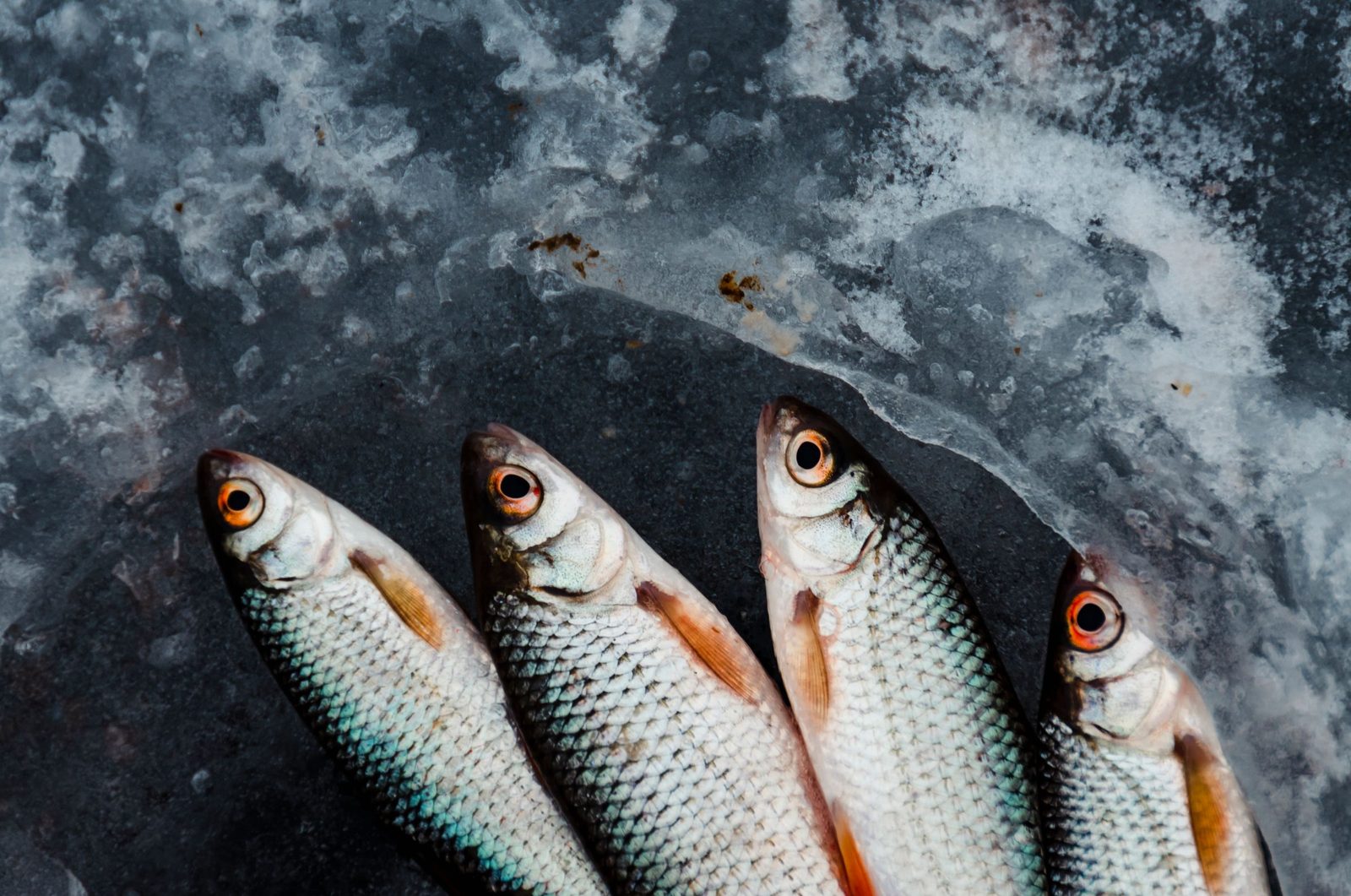 Four roach with red eyes and red fins laid on ice