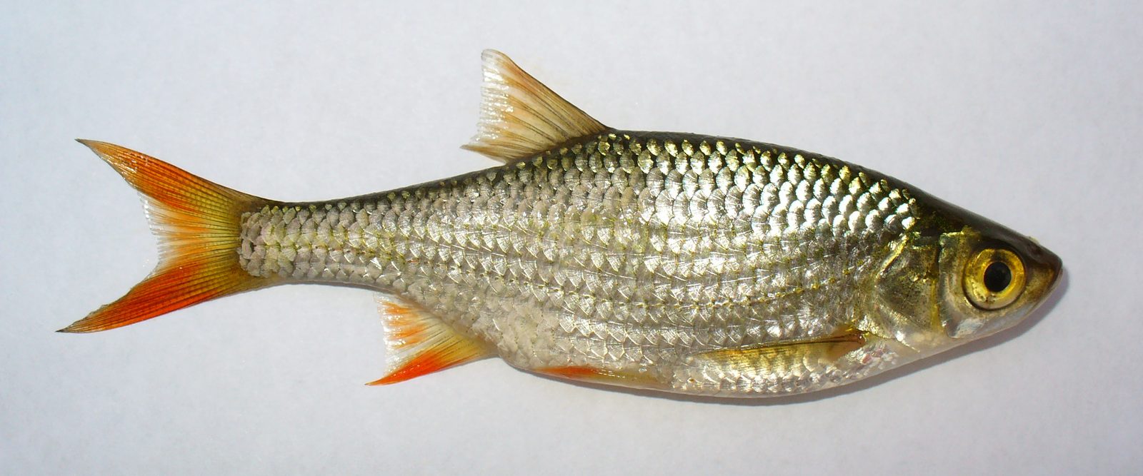 A rudd seen from the side, with bright red fins