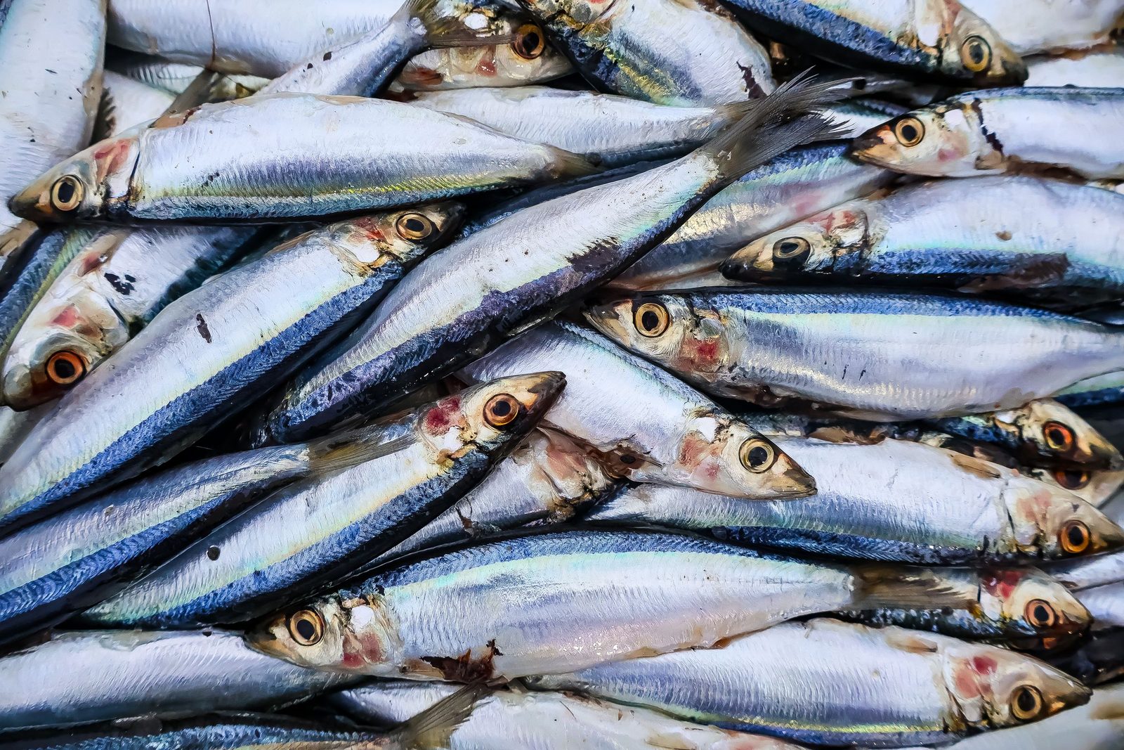 Fresh whole sardines stacked together