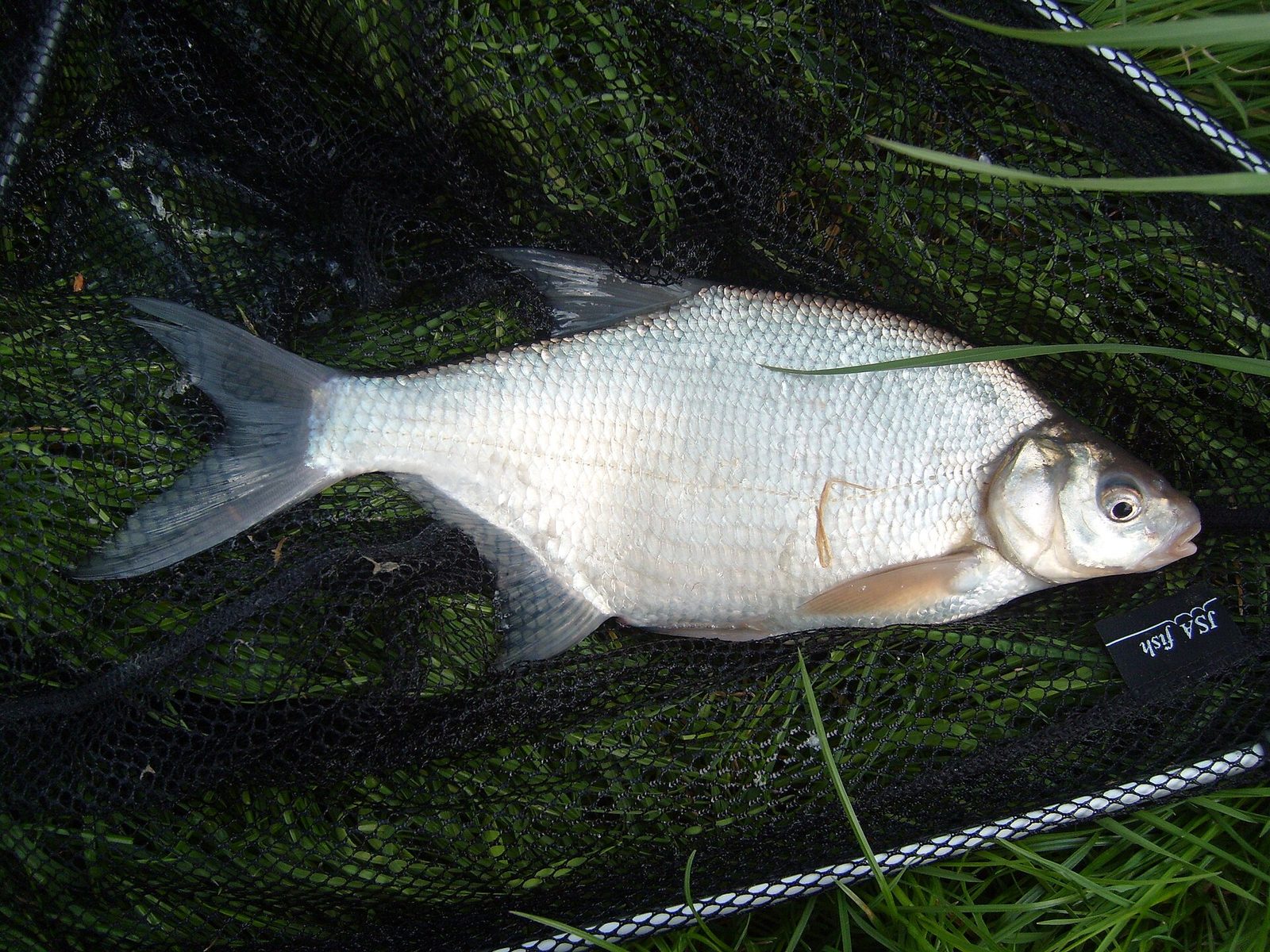 A small silver bream lying on a landing net