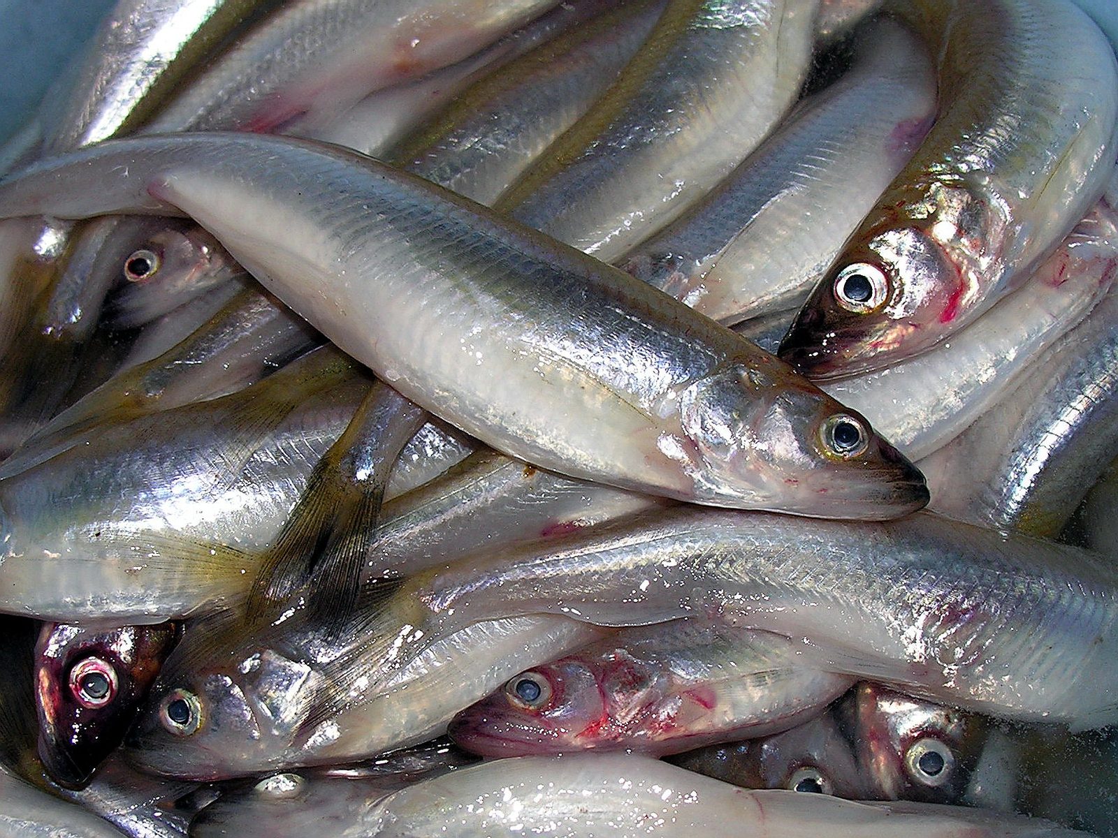 A pile of fresh smelt