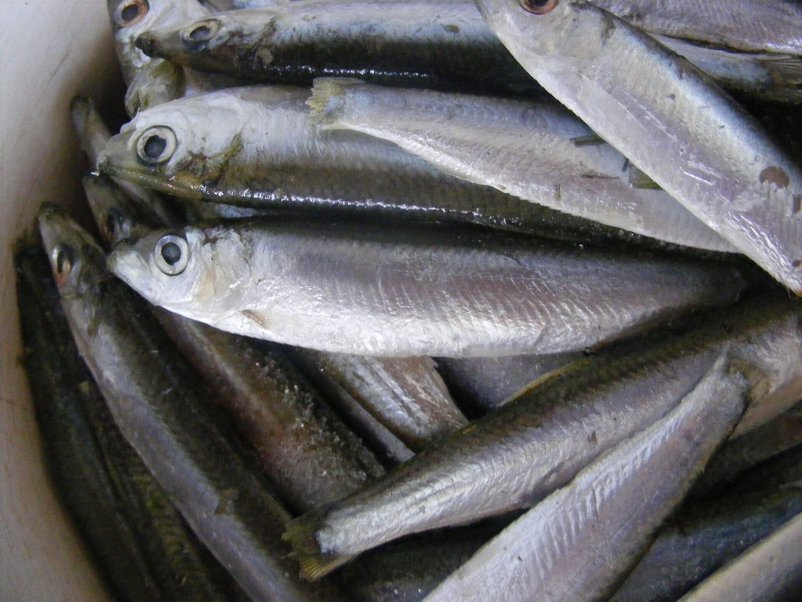 A tub of whole fresh sprats
