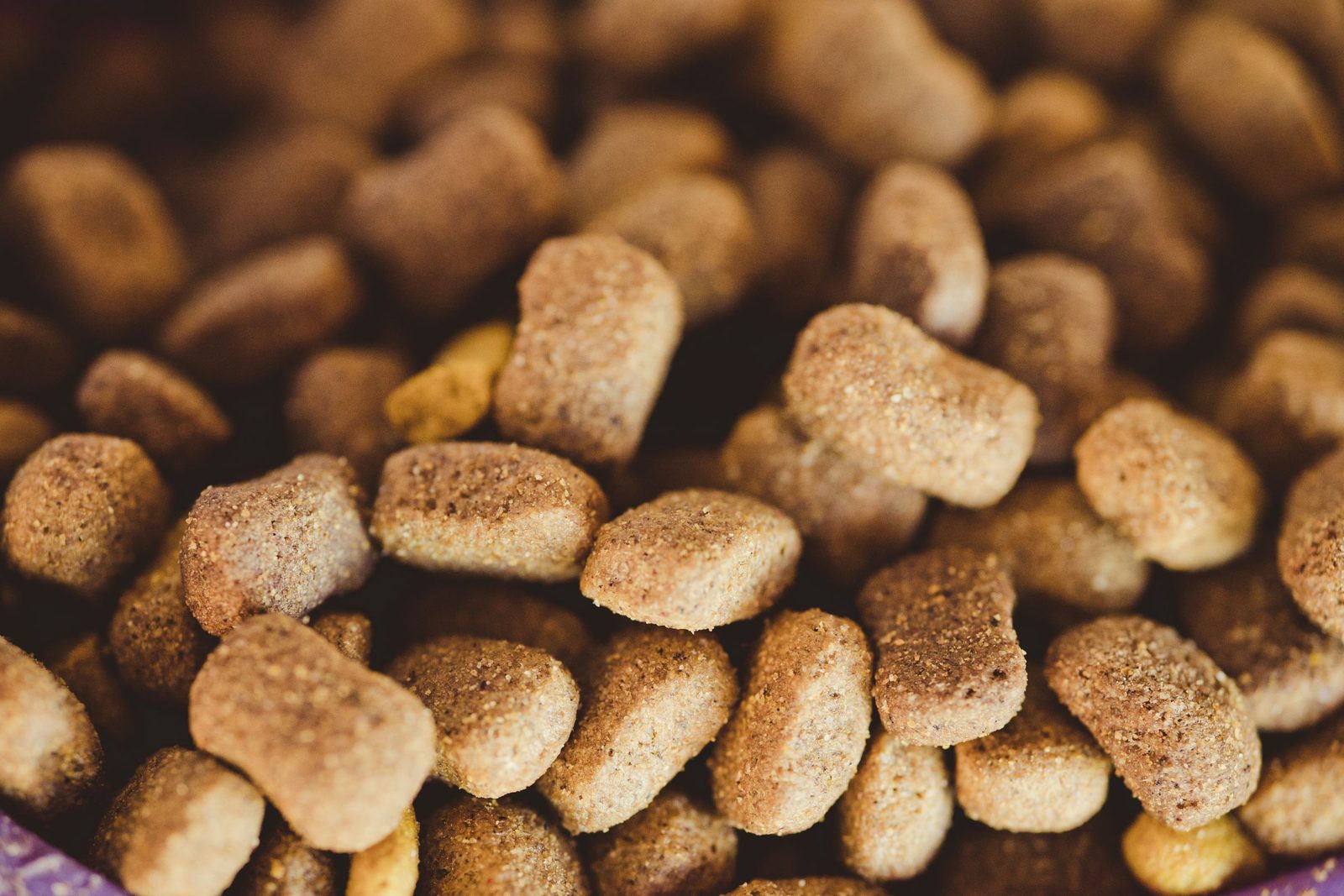 Close-up of dry dog biscuits