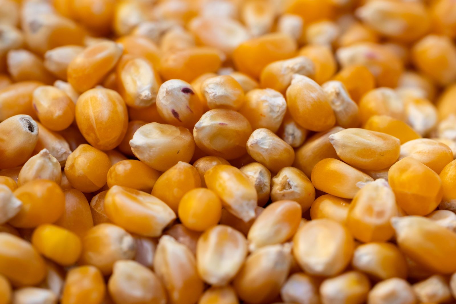 Close-up of dried maize kernels