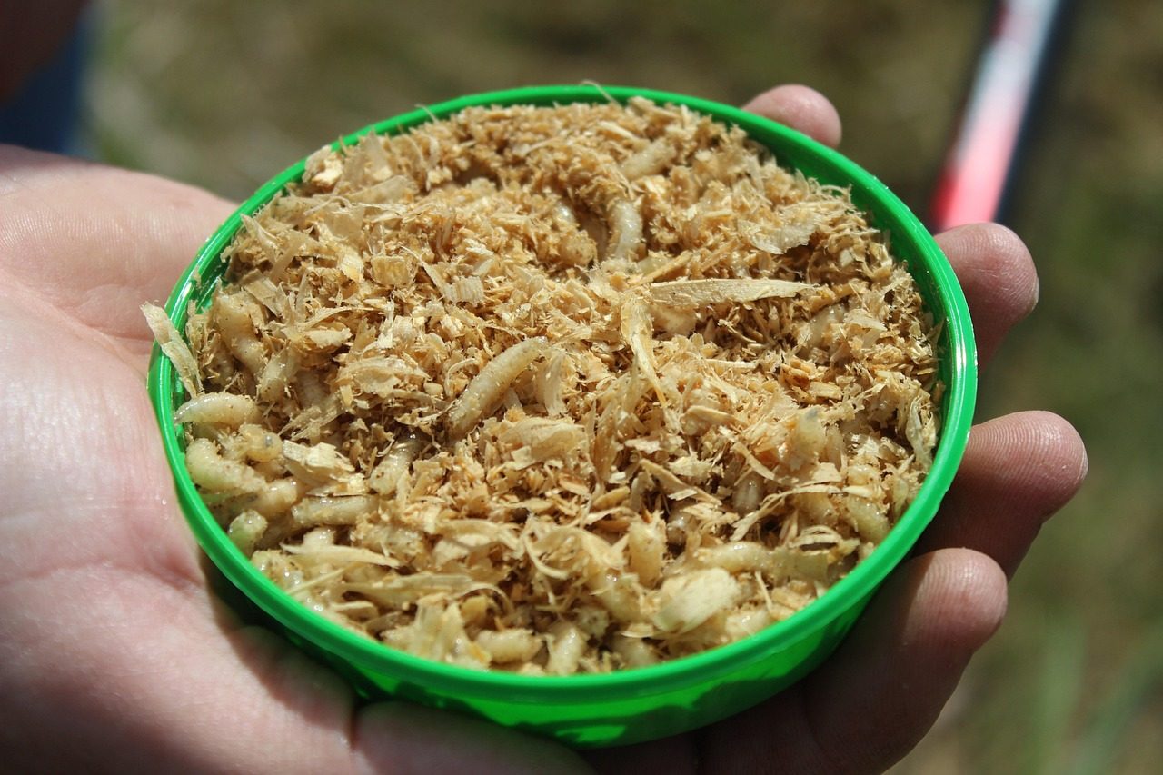A green bait box of maggots in sawdust held in a hand