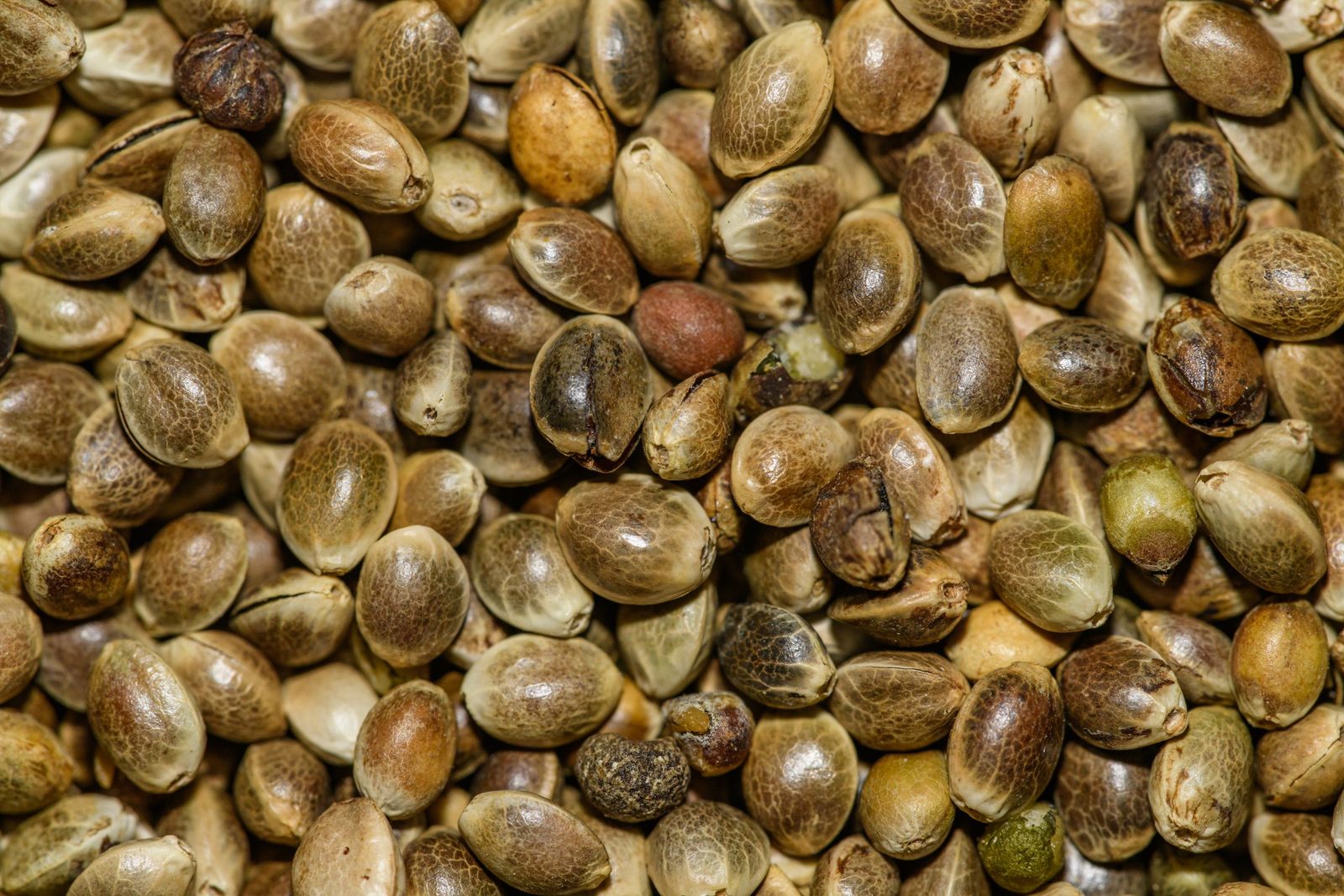 Close-up of whole hemp seeds
