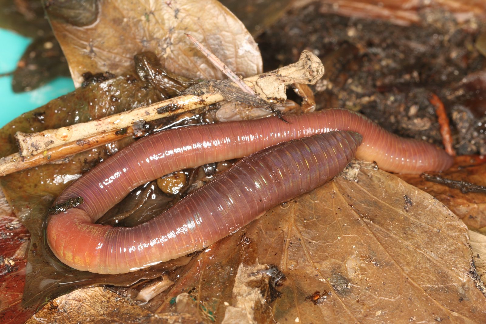 A large lobworm on leaf litter