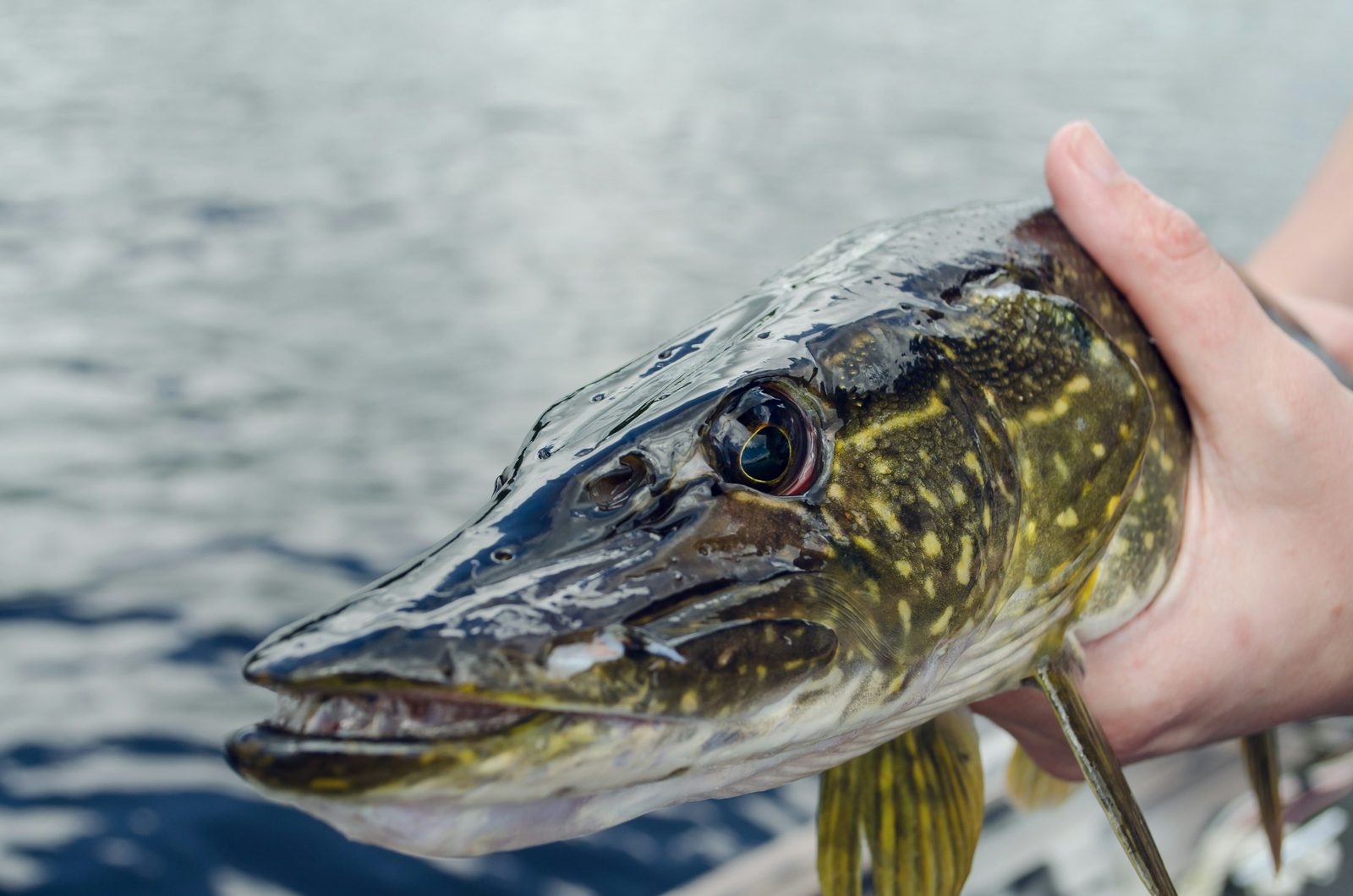 A pike held over the water, showing its long jaws and green, spotted flank