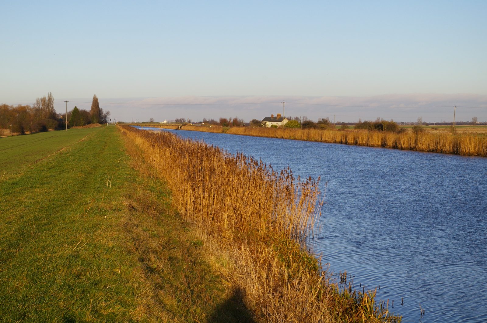 A long, straight fenland drain with reeds along the bank