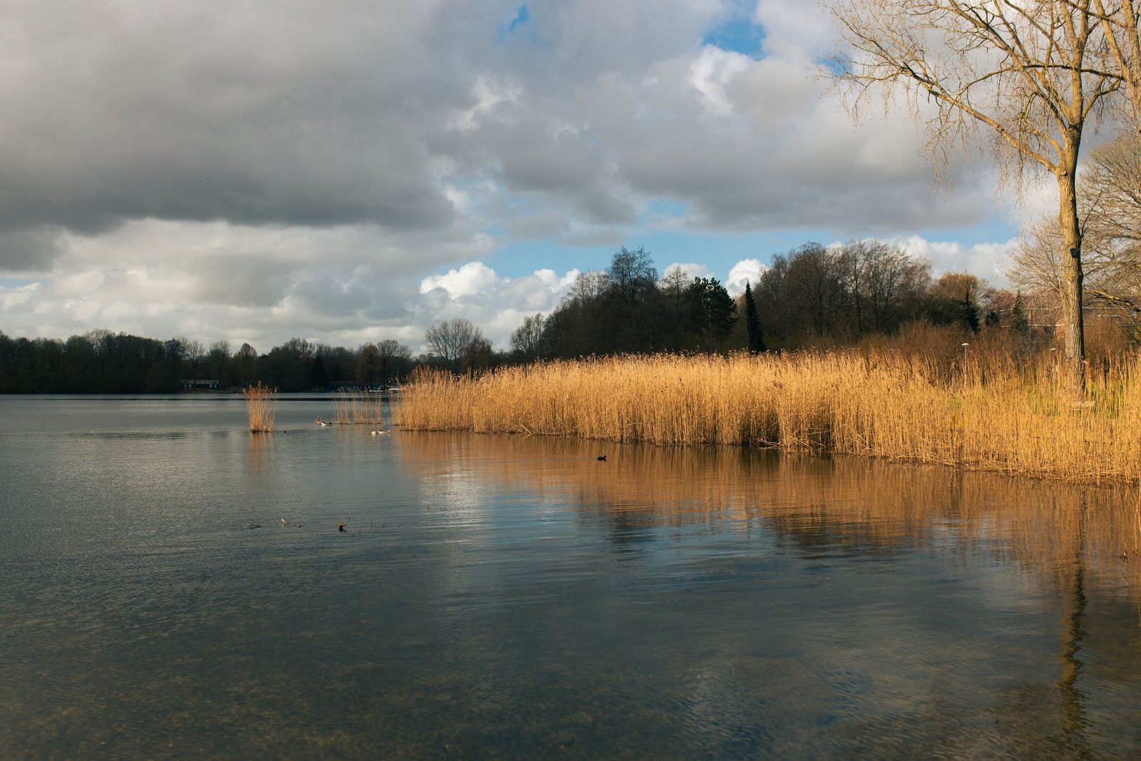 A calm lake with a golden reed margin and bare trees