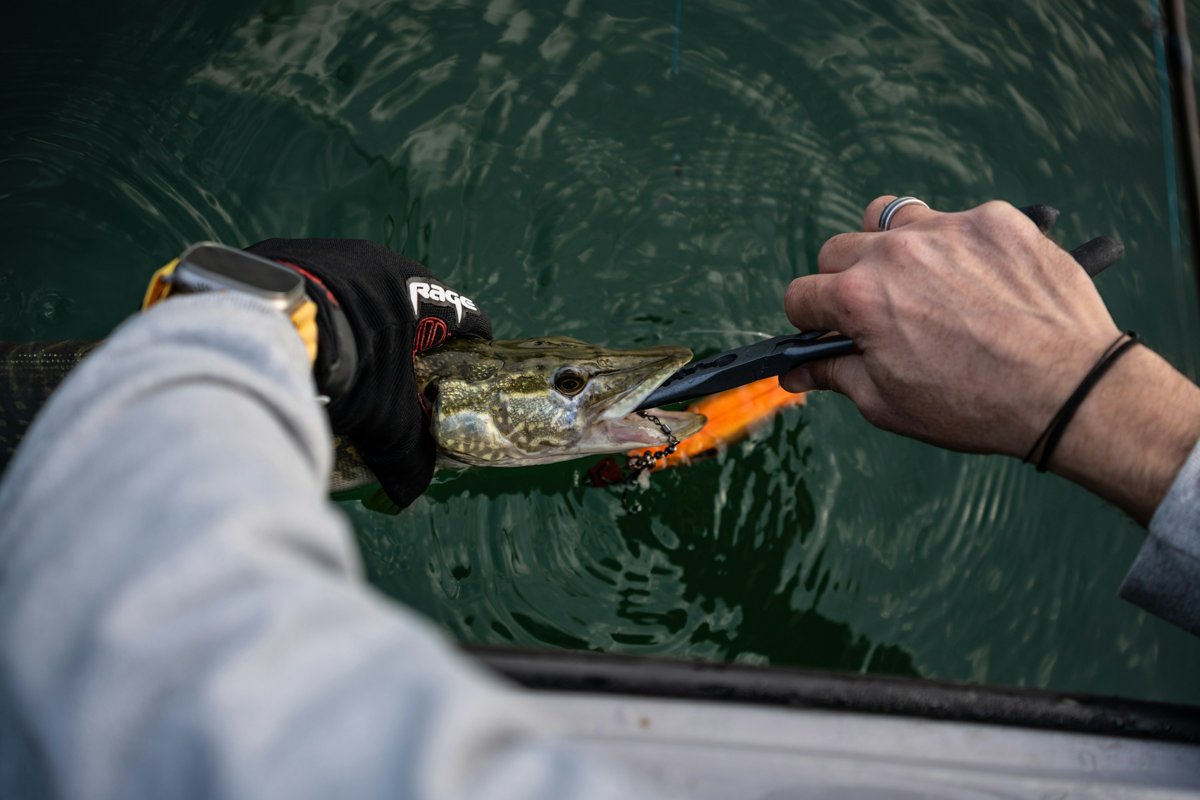 Unhooking a jack pike at the side of a boat with long-nose pliers